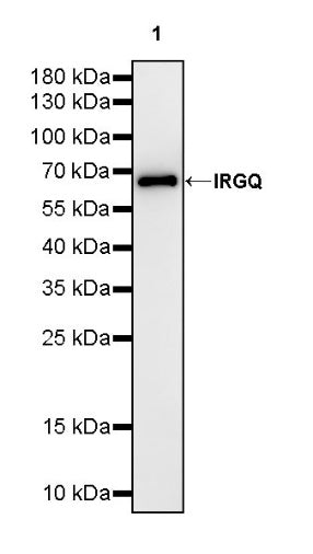 IRGQ Recombinant Rabbit mAb (S-2648-17)