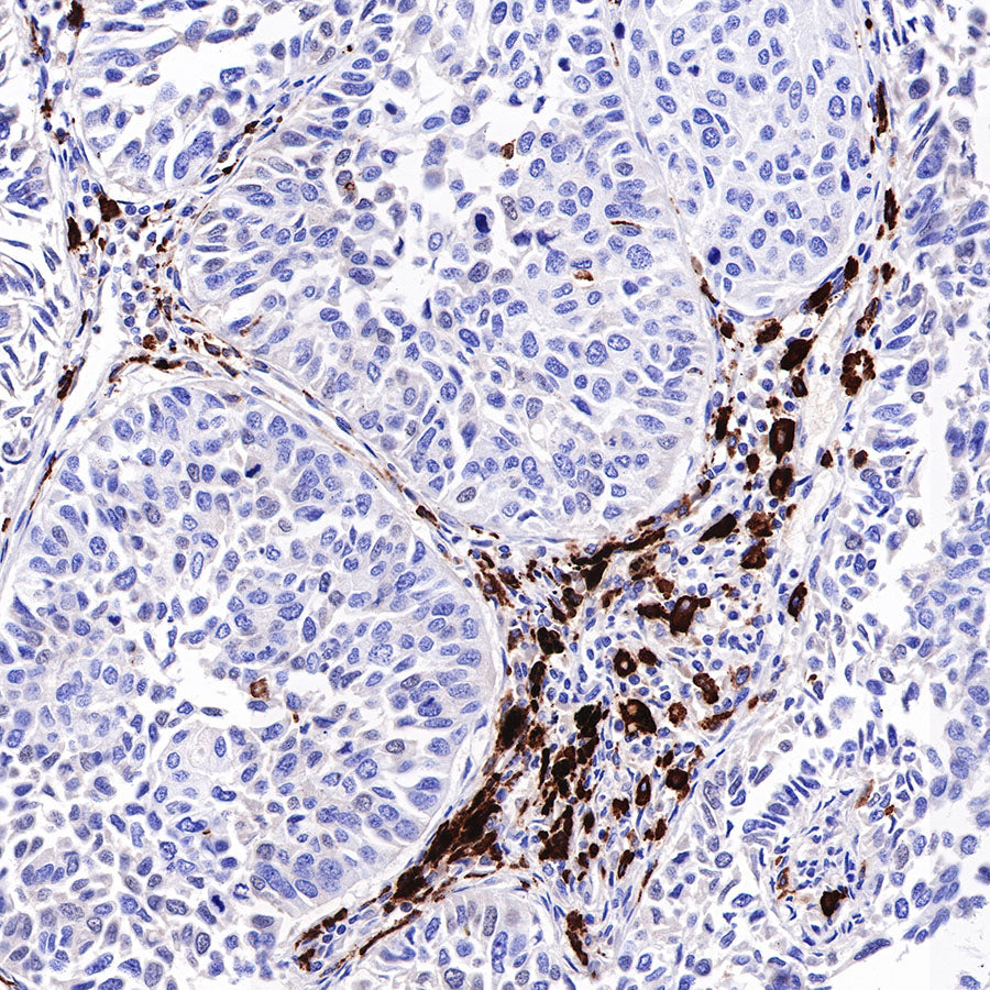 S-RMab® CD163 Recombinant Rabbit mAb,PBS Only (SDT-R164)