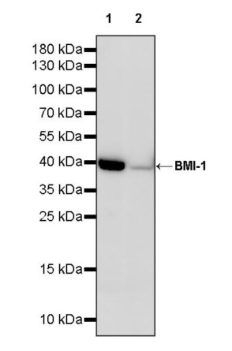 BMI-1 Recombinant Rabbit mAb (S-1075-252)