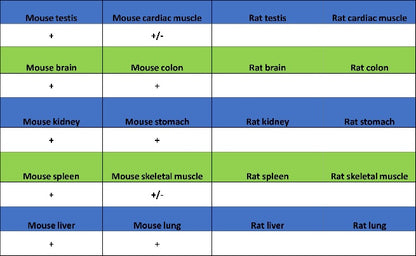 Integrin beta 4 Recombinant Rabbit mAb (S-1625-170)