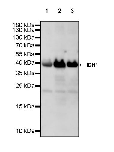 IDH1 Recombinant Rabbit mAb (S-792-16)