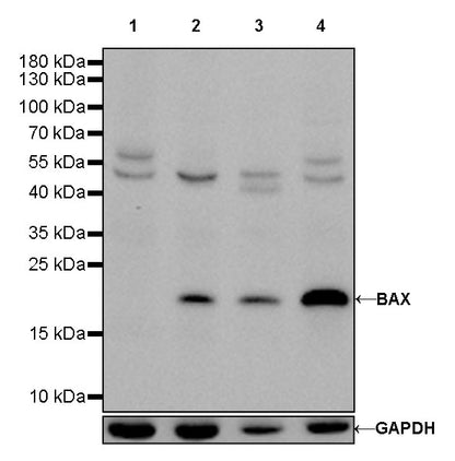 BAX Recombinant Rabbit mAb (SDT-338-76)