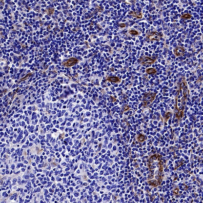 SDF1/CXCL12 Recombinant Rabbit mAb, PBS Only (SDT-3675)