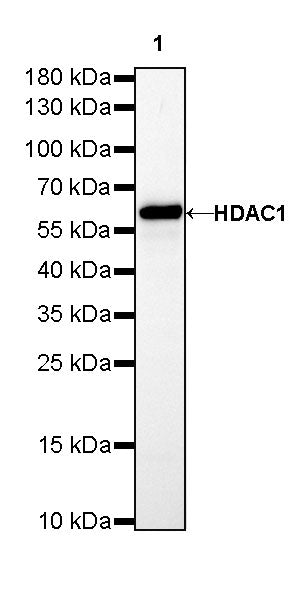 HDAC1 Recombinant Rabbit mAb (SDT-310-72)