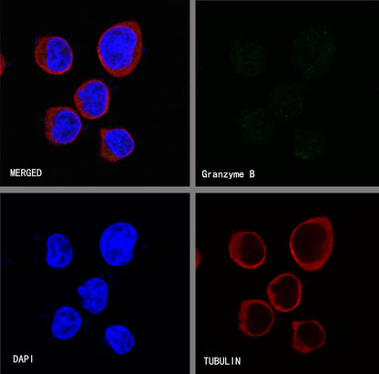 Granzyme B Recombinant Rabbit mAb (S-357-54)