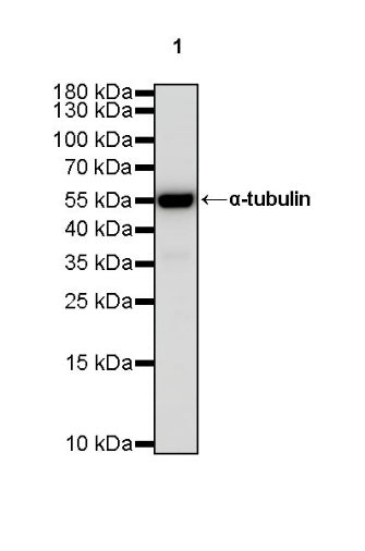 α-tubulin Recombinant Mouse mAb (S-364-23HL)