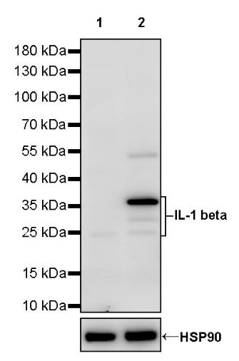 IL-1 beta Recombinant Rabbit mAb (S-1528-103)