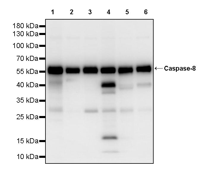 Caspase-8 Recombinant Rabbit mAb (S-2676-121)