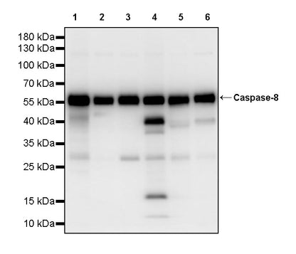 Caspase-8 Recombinant Rabbit mAb (S-2676-121)