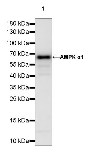 AMPK α1 Rabbit Polyclonal Antibody