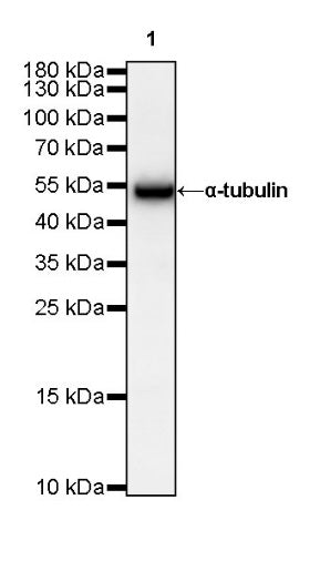 α-tubulin Mouse mAb (S-364-1)