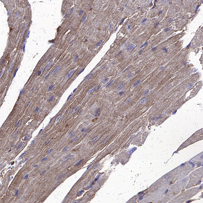 Beta Actin Recombinant Mouse mAb (S-5033)