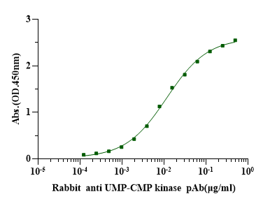UMP-CMP kinase/CMPK1 His Tag Protein, Human