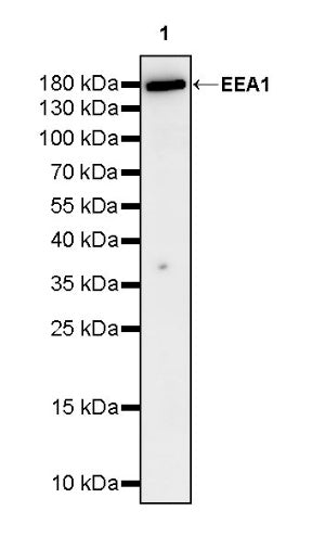 EEA1 Recombinant Rabbit mAb (S-2604-39)