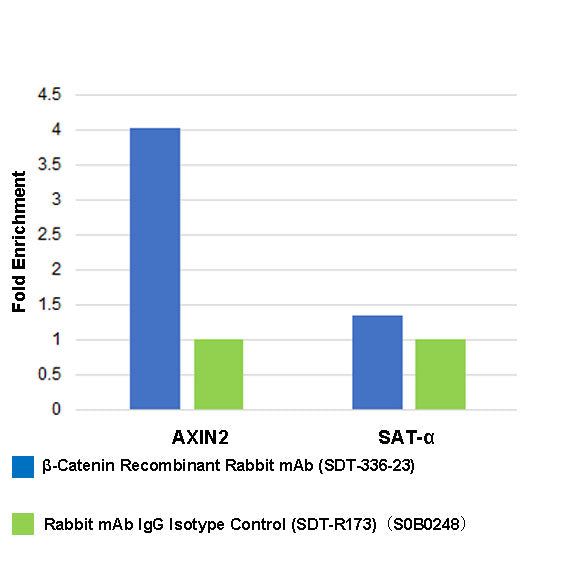 β-Catenin Recombinant Rabbit mAb (SDT-336-23)