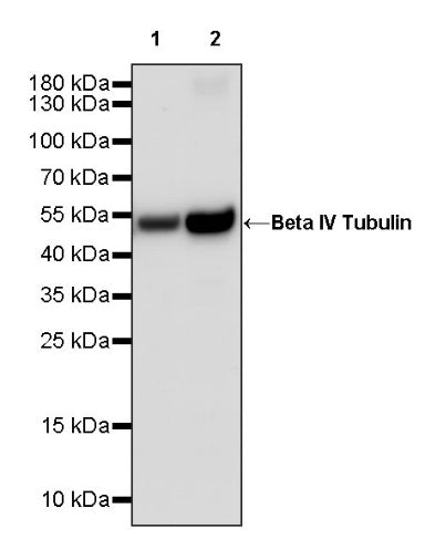 Beta IV Tubulin Rabbit polyclonal antibody