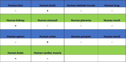 MAP2 Recombinant Rabbit mAb, PBS Only (SDT-2060-28)