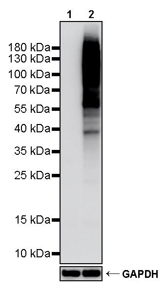 Phosphothreonine Recombinant Rabbit mAb (S-4181-29)