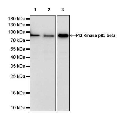 PI3 Kinase p85 beta Recombinant Rabbit mAb (S-1058-266)