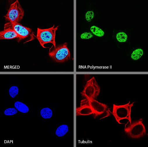 RNA Polymerase II Recombinant Rabbit mAb (S-969-102)