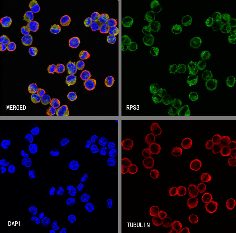 RPS3 Recombinant Rabbit mAb (S-4121-27)