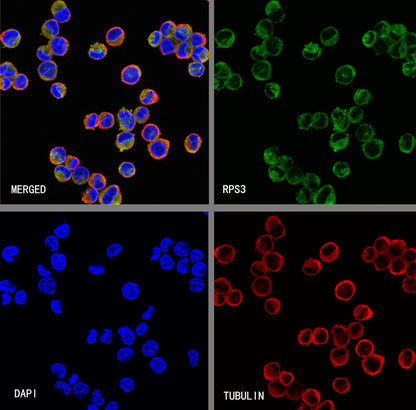 RPS3 Recombinant Rabbit mAb (S-4121-27)