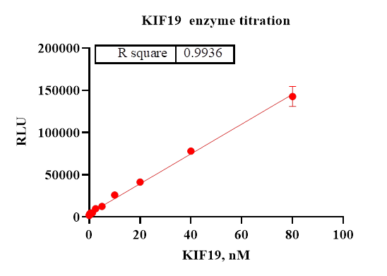 KIF19 Protein