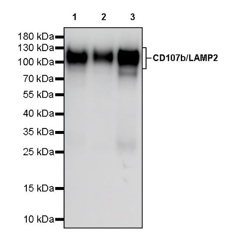 CD107b/LAMP2 Recombinant Mouse mAb (H4B4)