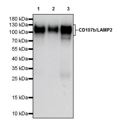 CD107b/LAMP2 Recombinant Mouse mAb (H4B4)