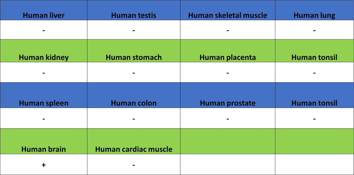 xCT Recombinant Rabbit mAb (S-5531)