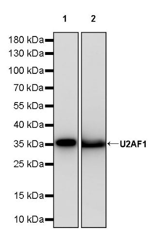 U2AF1 Recombinant Rabbit mAb (S-2384)