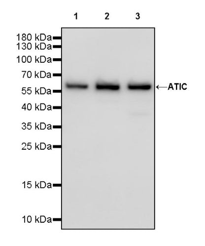 ATIC Rabbit Polyclonal Antibody