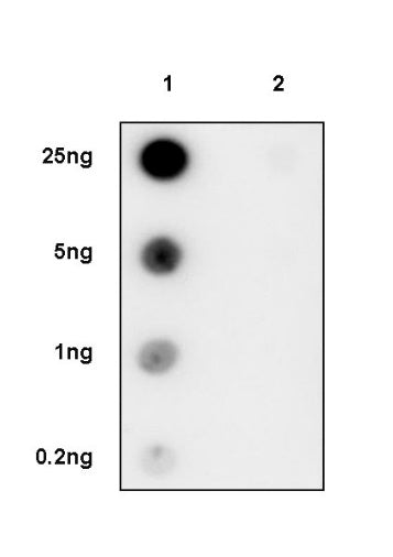 Phospho-p53 (Ser15) Rabbit Polyclonal Antibody