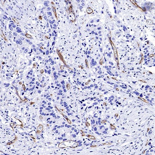 PODXL Recombinant Rabbit mAb (S-2014-9)