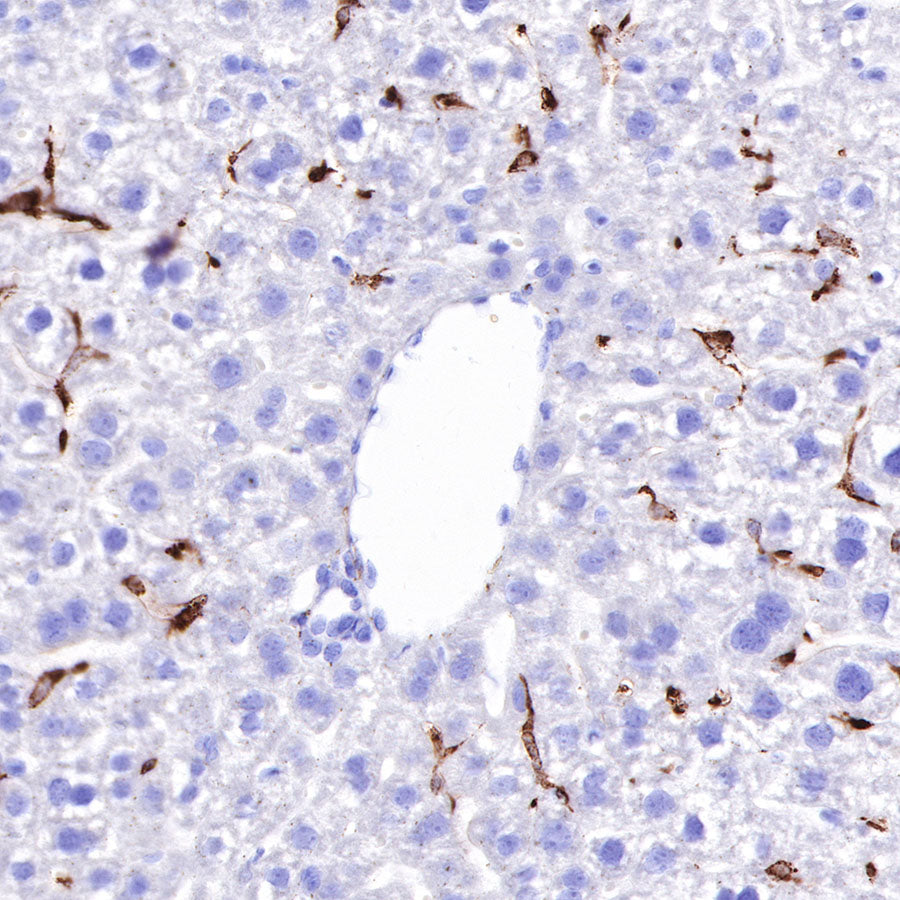 S-RMab® CD163 Recombinant Rabbit mAb,PBS Only (SDT-R164)