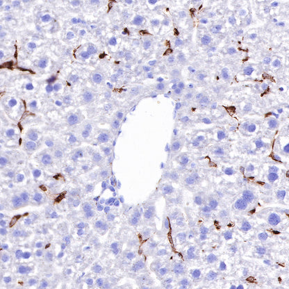 S-RMab® CD163 Recombinant Rabbit mAb,PBS Only (SDT-R164)