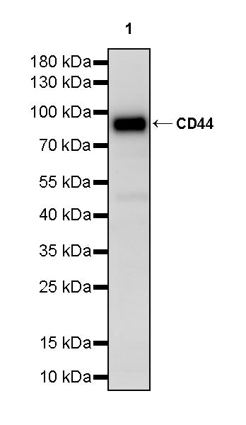 CD44 Rabbit Polyclonal Antibody