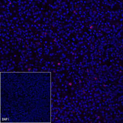 LAG3 Recombinant Rabbit mAb (Alexa Fluor® 594 Conjugate) (SDT-R159)
