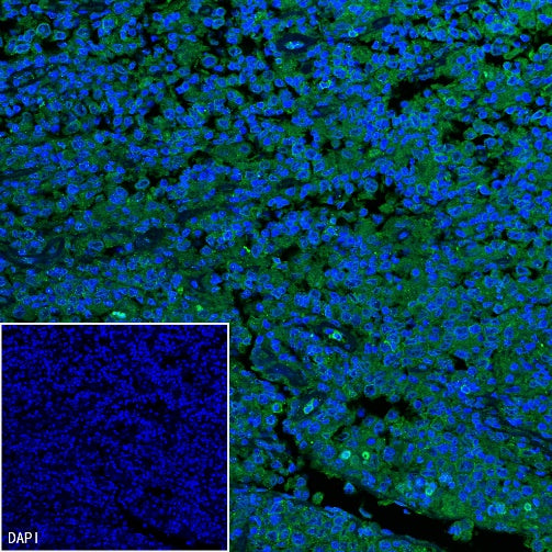 CD45RA Recombinant Mouse mAb (HI100)