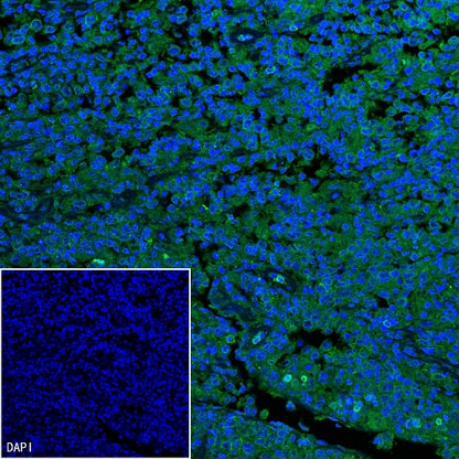 CD45RA Recombinant Mouse mAb (HI100)