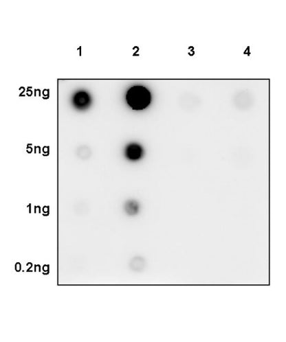 Non-phospho (Active) β-Catenin (Ser37/Thr41) Recombinant Rabbit mAb (S-1813-42)