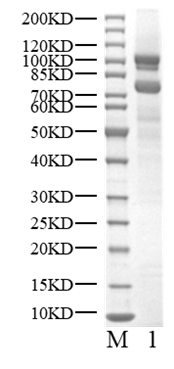 USP1/UAF1 Protein