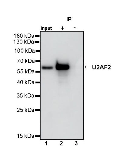 U2AF2 Recombinant Rabbit mAb (S-1324-66)
