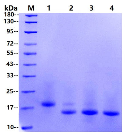 PNGase F