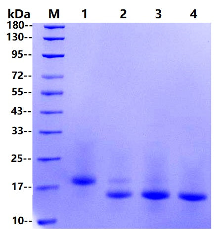 PNGase F