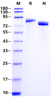 MFI2/CD228 His Tag Protein, Human