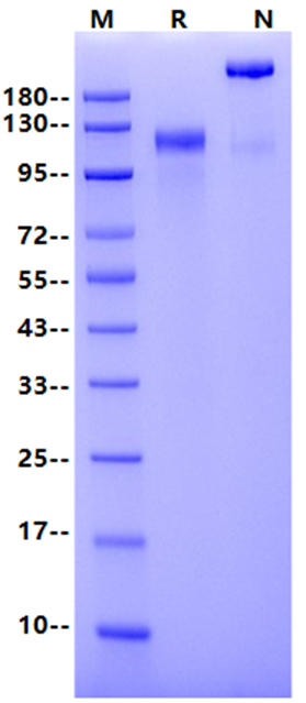 Her4 Fc Chimera Protein, Human
