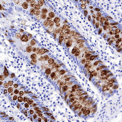 Intelectin-1 Rabbit Polyclonal Antibody