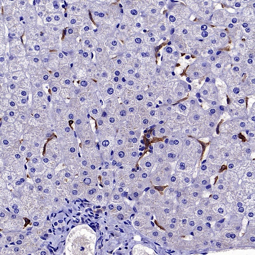 VSIG4 Recombinant Rabbit mAb,PBS Only (SDT-2737-61)