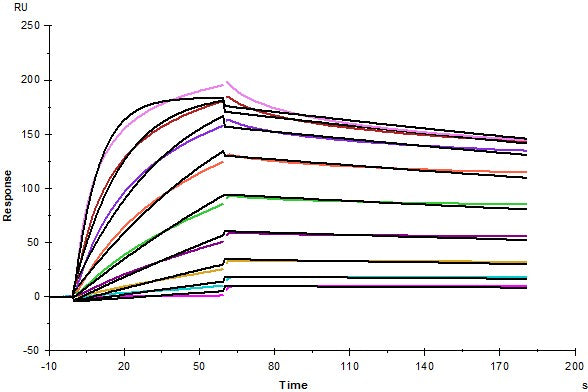 CLEC5A His Tag Protein, Cynomolgus